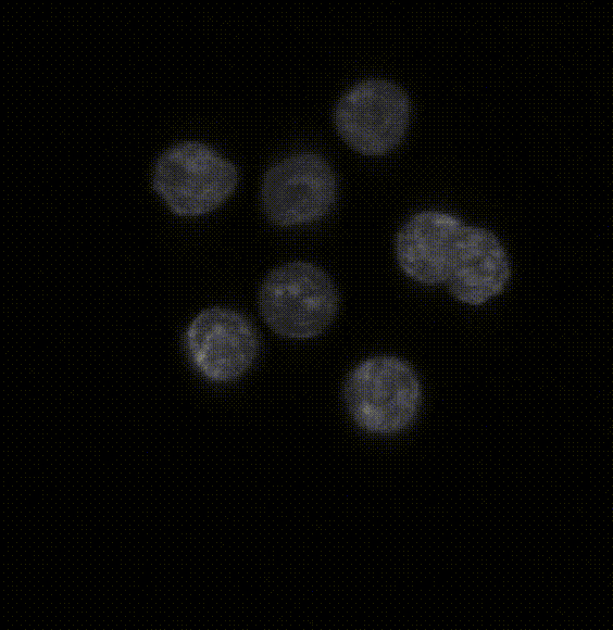 Time lapse sequence of the nuclei in the early mouse embryo